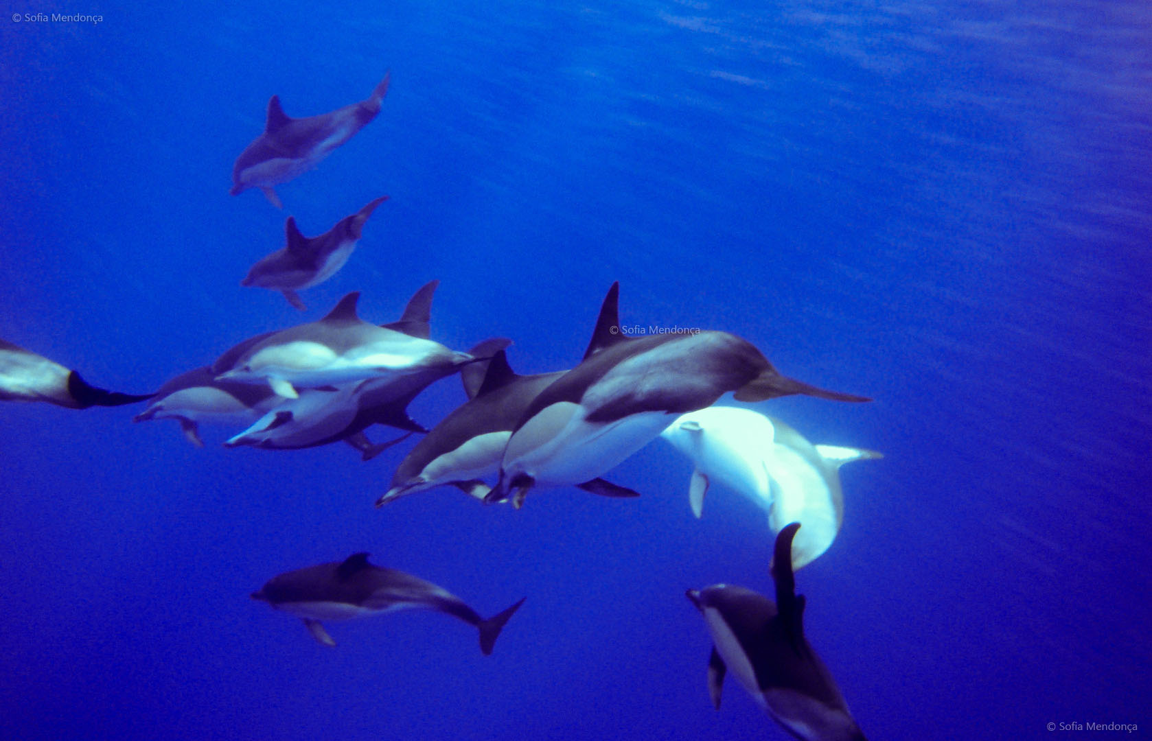 Nadar com golfinhos 2 cmh